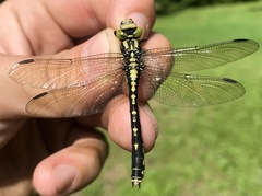 Nihonogomphus ruptus