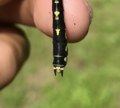 Nihonogomphus ruptus