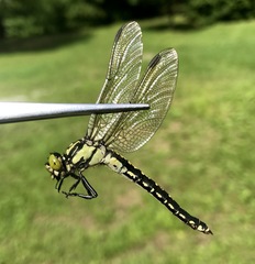 Nihonogomphus ruptus