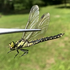 Nihonogomphus ruptus