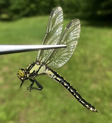 Nihonogomphus ruptus