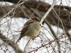 Passer domesticus