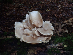 Pleurotus cornucopiae