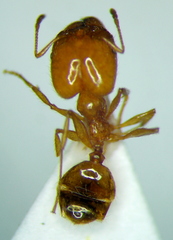 Pheidole pallidula