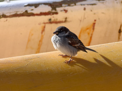 Passer domesticus