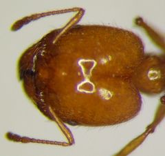 Pheidole pallidula