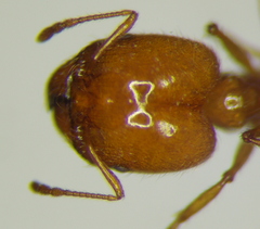 Pheidole pallidula