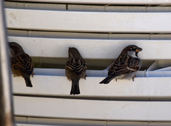 Passer domesticus