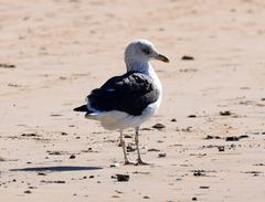 Larus fuscus