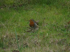 Erithacus rubecula
