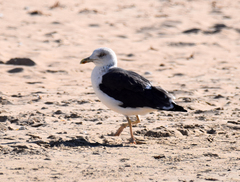 Larus fuscus