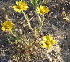 Anacyclus radiatus