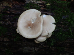 Pleurotus cornucopiae
