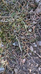 Selaginella underwoodii