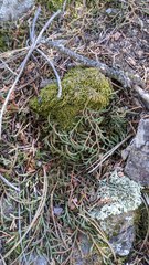 Selaginella underwoodii