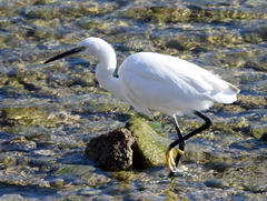 Egretta garzetta