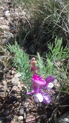 Lathyrus polymorphus