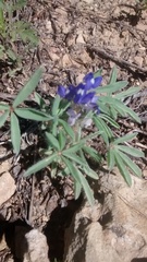 Lupinus pusillus