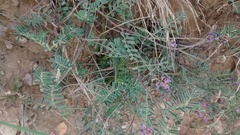 Astragalus gracilis