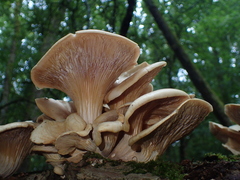 Pleurotus cornucopiae