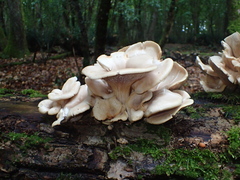 Pleurotus cornucopiae