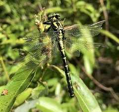 Shaogomphus schmidti