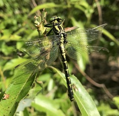 Shaogomphus schmidti
