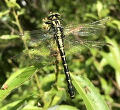 Shaogomphus schmidti