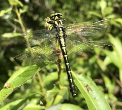 Shaogomphus schmidti