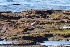 Numenius phaeopus