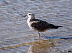 Larus michahellis