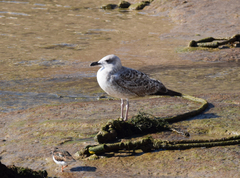 Larus michahellis