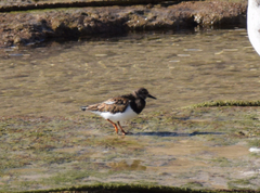 Arenaria interpres