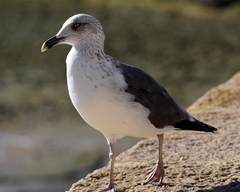 Larus fuscus