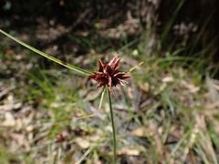 Cyperus usitatus