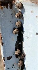 Apterona helicoidella