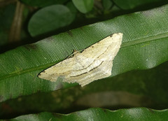 Calletaera dentata