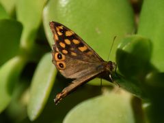 Pararge aegeria