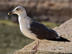 Larus fuscus