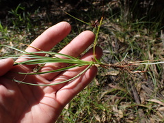 Cyperus usitatus