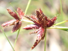 Cyperus usitatus