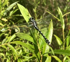 Nihonogomphus ruptus