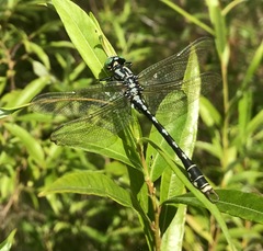 Nihonogomphus ruptus