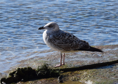Larus michahellis