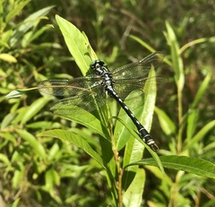 Nihonogomphus ruptus