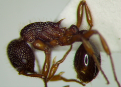 Myrmica schencki