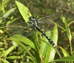 Nihonogomphus ruptus