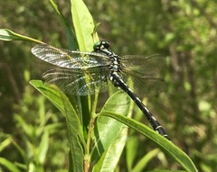 Nihonogomphus ruptus