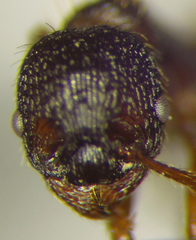 Myrmica schencki