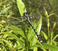 Nihonogomphus ruptus
